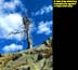 Dead Tree